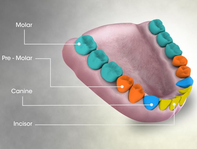 types-of-teeth